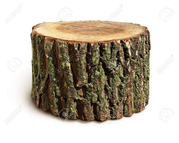 13863974-stump-isolated-on-a-white-background-stock-photo-tree-stump-trunk